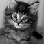 Small placekitten icon